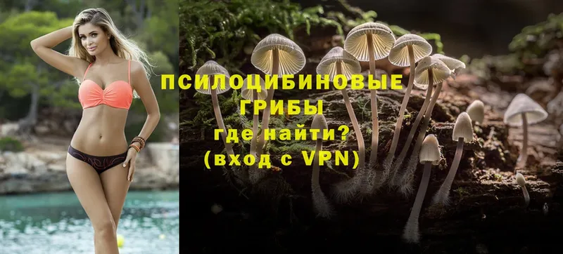 Псилоцибиновые грибы Cubensis  Красавино 